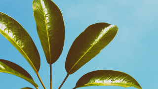 Green leafy plant blue sky - a green leafy plant free wallpaper