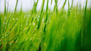 Grass water droplets macro nature 5 - a close up of a grass free wallpaper