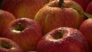 Red apples water droplets green - red apple free wallpaper