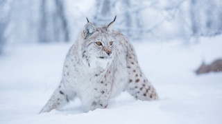 Lynx snowy forest motion blur 2 - a lynx free wallpaper