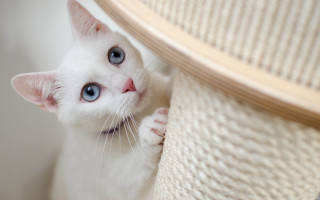 White cat blue eyes peeking - tachisme free wallpaper