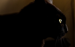 Black cat yellow eyes anamorphic - anamorphic free wallpaper for desktop