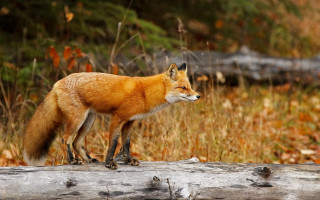 Red fox log grass leaves - a red fox free wallpaper