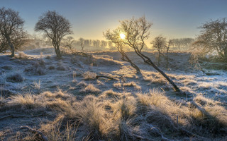 Frosty field sunset trees bushes - frosty free wallpaper