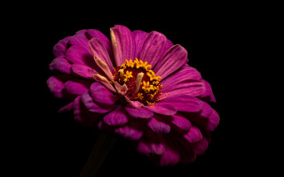 Purple flower macro portrait dress - a purple flower free wallpaper for desktop
