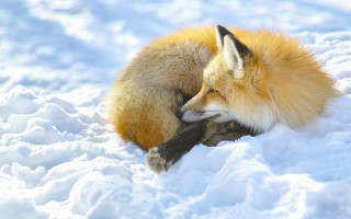 Fox snow lying foxes furry - a fox free wallpaper