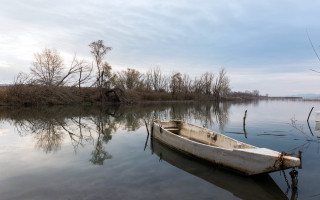 Small boat shore dead trees - the water near a shore line free wallpaper