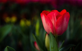 Red tulip macro field bokeh - other flower free wallpaper