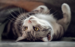 Cat back floor paws eyes - its back free wallpaper for desktop