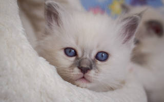 White kitten blue eyes sad 2 - a white kitten free wallpaper