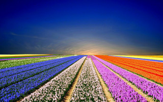 Flower field sky clouds fence - a field of flowers free wallpaper for desktop