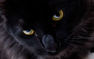 Black cat yellow eyes serious 4 - a black cat free wallpaper