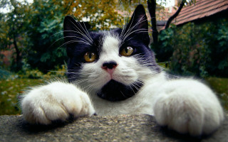 Black white cat yellow eyes 19 - sharp claw free wallpaper