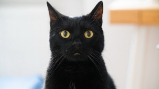 Black cat yellow eyes serious 8 - moss free wallpaper