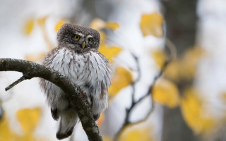 Small owl forest yellow leaves - a tree branch in a forest free wallpaper