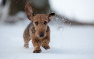 Small brown dog running snow 2 - a small brown dog free wallpaper for desktop