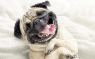 Small dog tongue out bed - verdadism free wallpaper