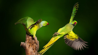 Green birds flying branch forest - a tree branch in the forest free wallpaper for desktop