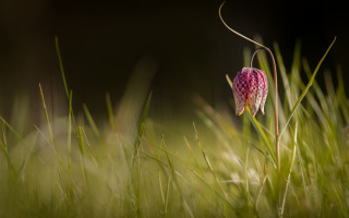 Pink flower checkered grass blurry - pattern free wallpaper for desktop
