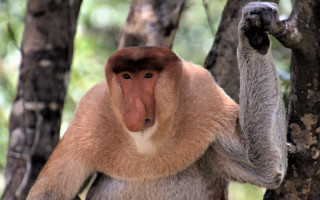 Brown monkey tree reach out - the tree branch free wallpaper