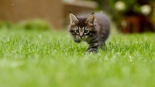 Kitten green field sunny bokeh - a lush green field of grass free wallpaper for desktop