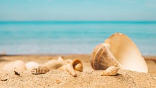 Shells beach ocean sky sand - beach free wallpaper