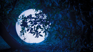 Moon forest bamboo night blue - moon free wallpaper