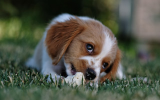 Dog chewing toy grass outdoors - the grass outside free wallpaper