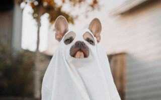 Dog white cloth spooky blurry - a dog free wallpaper