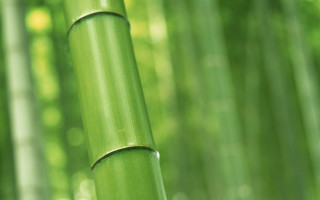 Bamboo green leaves sunlight shining - focus free wallpaper