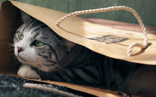 Black cat laying bag handle - hyperrealism free wallpaper