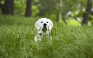 Dog sad woods grass nature - the tall grass free wallpaper