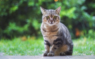 Cat park path grass bush - a stone walkway free wallpaper