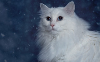 White cat blue eyes sitting 2 - a white cat free wallpaper
