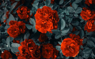 Red flowers bush night leaves - the dark night time free wallpaper