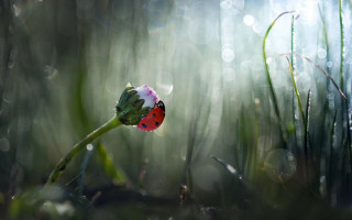Ladybug flower grass dewdrops macro - dew free wallpaper