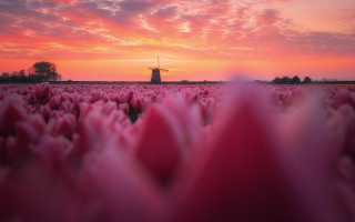 Tulips windmill sunset pink gradient - a windmill in the background free wallpaper