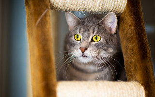 Curious cat yellow eyes outdoors - the cat free wallpaper