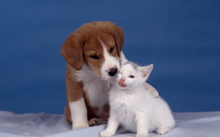 Puppy kitten blanket animal photography - a blanket together free wallpaper