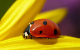 Ladybug yellowflower purpleflower background ecological - a lady bug free wallpaper