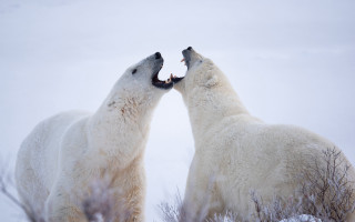 Polar bears fighting snow ecological - two polar bear free wallpaper