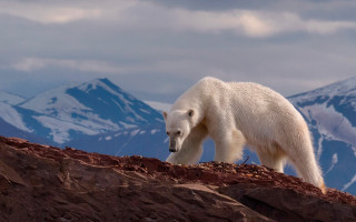 Polar bear rocky hill mountains - a rocky hill free wallpaper