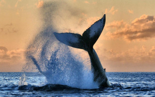 Whale jumping sunset ocean nature - great free wallpaper