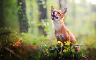 Fox woods smiling nature photography - a fox free wallpaper
