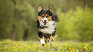 Dog flower field autumn motion - a field of flowers and grass free wallpaper