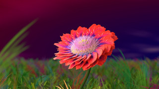 Red flower grassy field purple - a red flower free wallpaper
