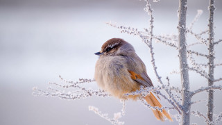 Bird sitting on snowy branch - a branch in the snow free wallpaper