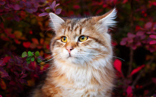 Yellow eyed cat bushes flower - a yellow eye free wallpaper