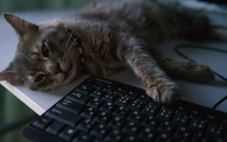 Cat keyboard desk mouse blurry - a desk free wallpaper for desktop