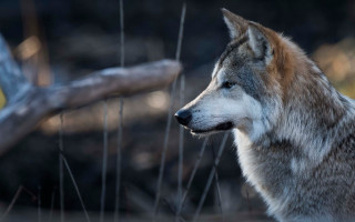 Wolf field tree log blurry - a field next free wallpaper